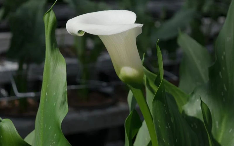 White Zantedeschia aethiopica from Könst